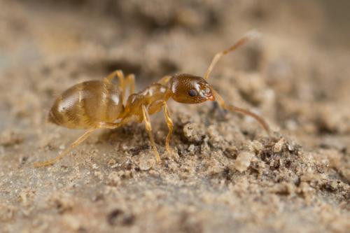 Réf. 252 206 : Plagiolepis pygmaea