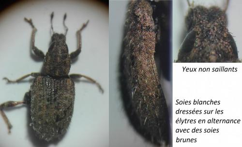 Réf. 252 446 : Sitona hispidulus