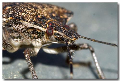 Halyomorpha halys