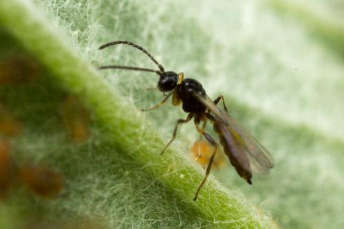 Réf. 252 464 : Aphidius sp.