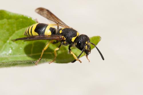 Réf. 252 969 : Ancistrocerus sp.