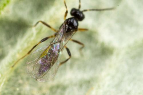 Réf. 252 443 : Aphidius sp.