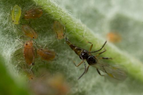 Réf. 252 442 : Aphidius sp.