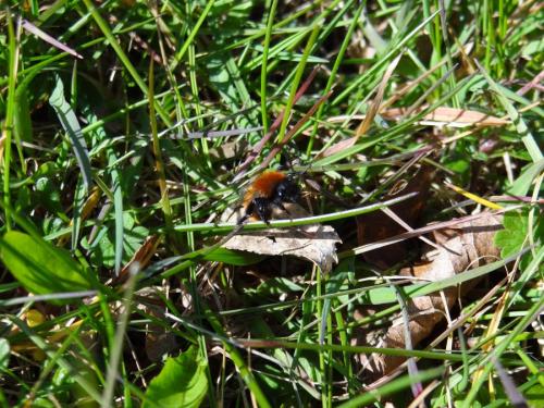 Réf. 252 733 : Andrena fulva