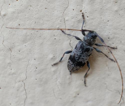 Réf. 252 731 : Leiopus femoratus