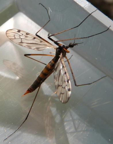 Réf. 252 101 : Limonia maculipennis