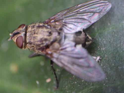 Pollenia sp.