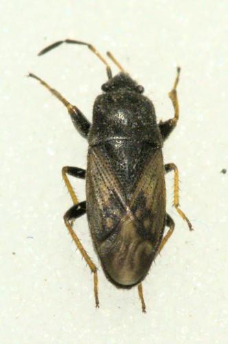 Megalonotus sabulicola