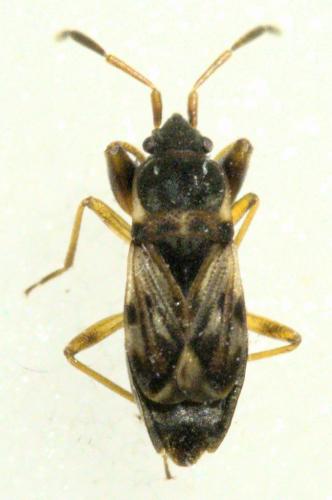 Scolopostethus affinis