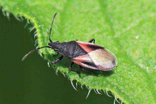 Réf. 252 840 : Oxycarenus lavaterae