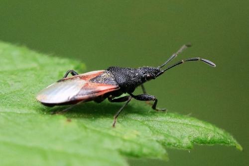 Réf. 252 841 : Oxycarenus lavaterae