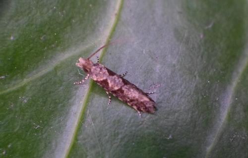 Ornativalva sp.