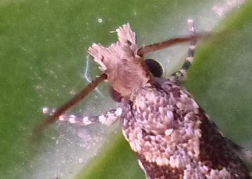 Ornativalva sp.