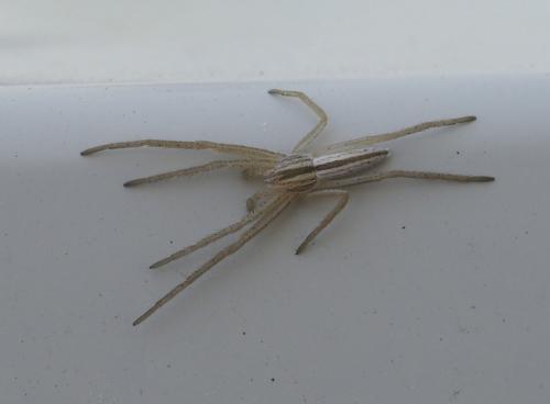 Réf. 252 266 : Tibellus sp.
