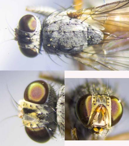 Réf. 252 661 : Lispocephala brachialis