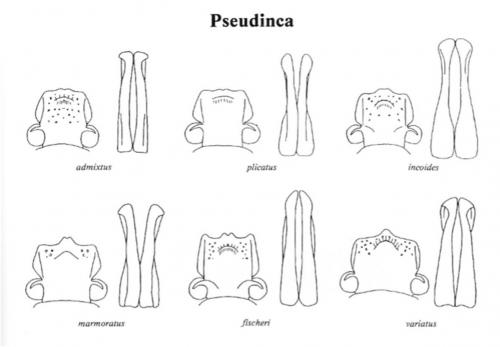 Pseudinca divers