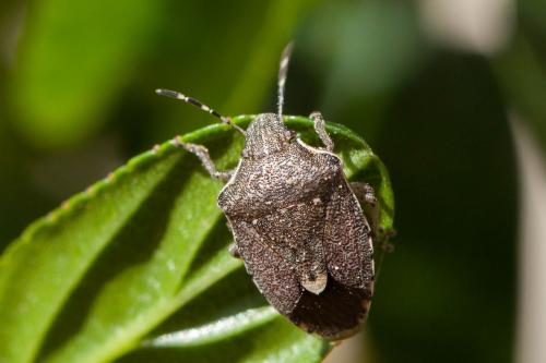 Réf. 252 828 : Holcostethus albipes