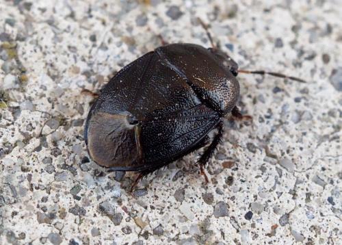 Réf. 252 475 : Sehirus luctuosus