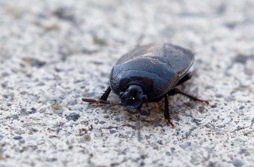 Sehirus luctuosus