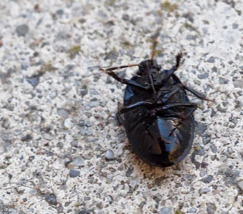 Réf. 252 474 : Sehirus luctuosus