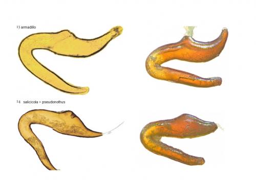 Otiorhynchus divers
