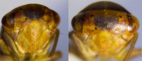 Réf. 252 525 : Tremulicerus fulgidus