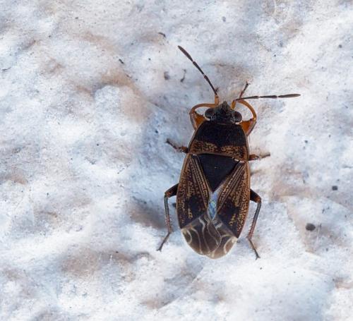 Trapezonotus arenarius