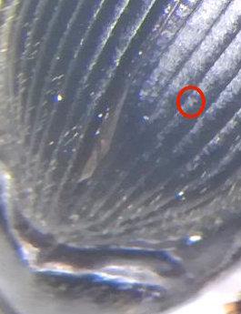 Anisodactylus binotatus