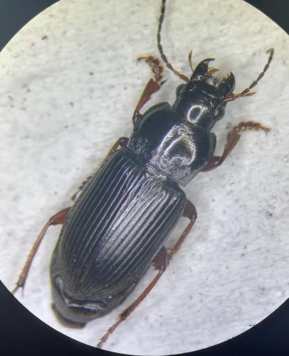 Anisodactylus binotatus