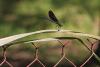 252884 – Photo : Cochet Alain – France (40)