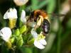 252337 – Photo : Danièle Tixier-Inrep – France (30)