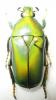 252117 – Photo : BAUER – Gabon