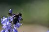 252736 – Photo : Samuel ORTION – France (72)