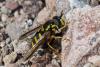 252696 – Photo : Bernard Saquet – Espagne