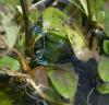 Coenagrion mercuriale