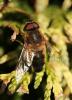 252536 – Photo : Renko Usami – France (59)