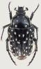 252461 – Photo : Dominique Poirier-Ducrocq – Afrique du Sud