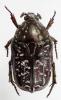 252592 – Photo : Dominique Poirier-Ducrocq – Zimbabwe