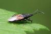 Oxycarenus lavaterae