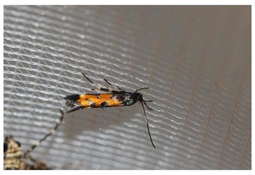 Mompha locupletella