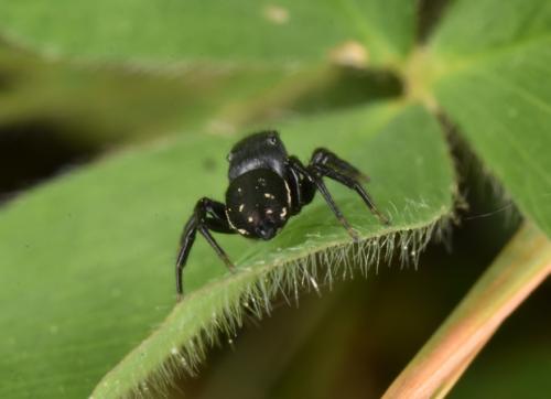 Réf. 253 601 : Heliophanus lineiventris