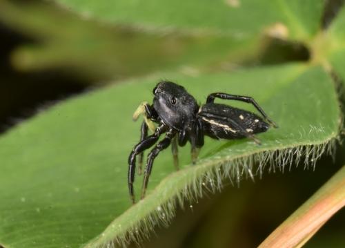 Réf. 253 597 : Heliophanus lineiventris