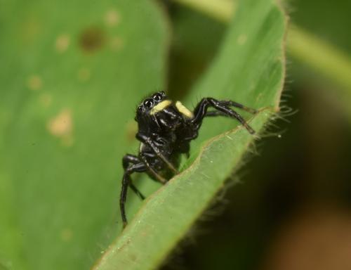 Réf. 253 598 : Heliophanus lineiventris