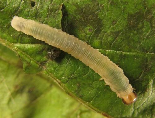 Réf. 253 030 : Pachyprotasis antennata