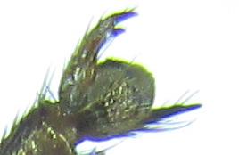 Réf. 253 265 : Tenthredopsis sp.