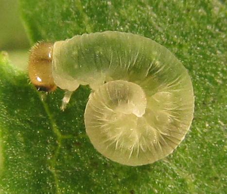 Macrophya infumata