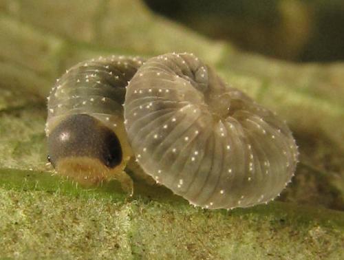 Réf. 253 437 : Macrophya infumata