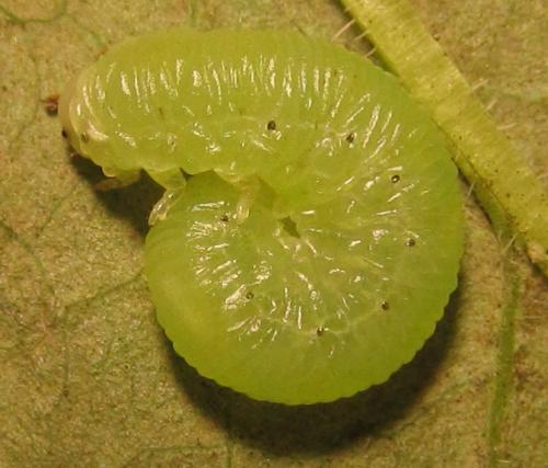 Réf. 253 442 : Macrophya infumata