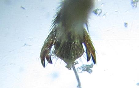 Macrophya infumata