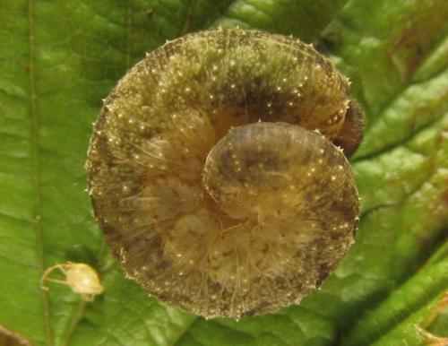 Réf. 253 478 : Tenthredo ferruginea